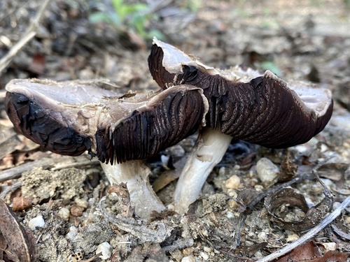 iNaturalist observation photo of field and button mushrooms