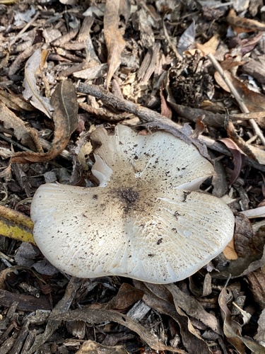 iNaturalist observation photo of field and button mushrooms