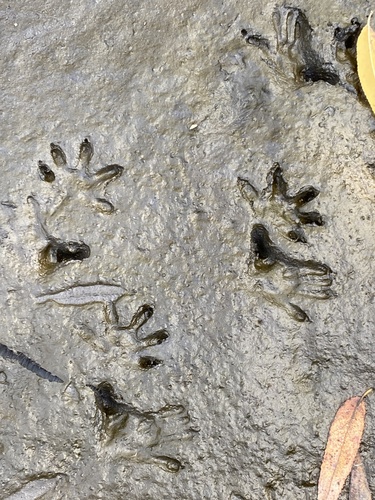 iNaturalist observation photo of Virginia Opossum
