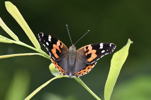 Indian Red Admiral