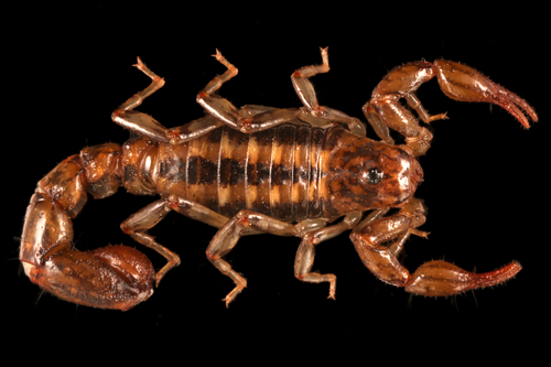 Superstition Mountains Scorpion
