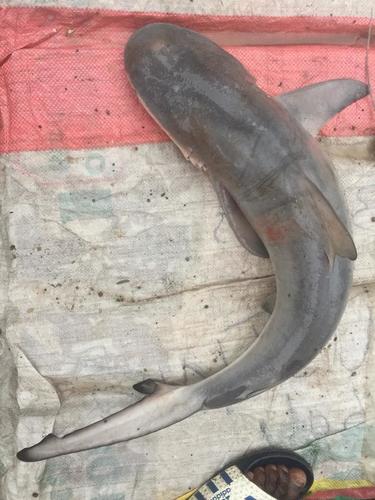 Bull Shark