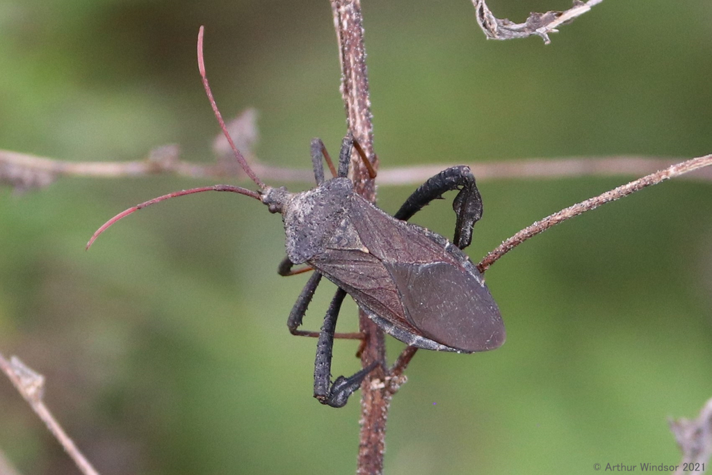 Florida Leaf-footed Bug from Storm Treatment Area 1 East, FL, USA on ...