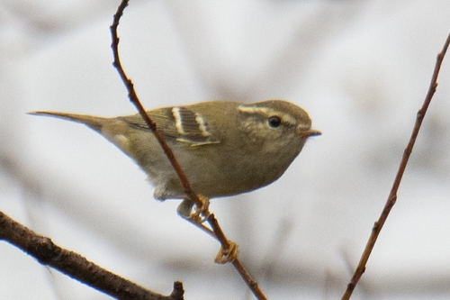 Yellow-browed Warbler