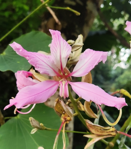 Orchid Tree
