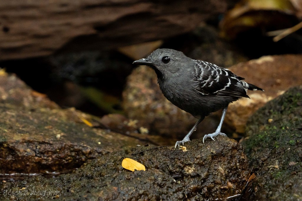 Xingu Scale-backed Antbird (Willisornis vidua) photo