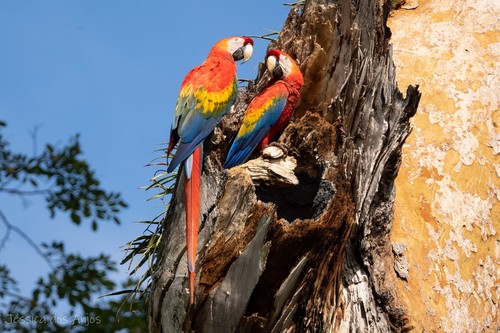 Scarlet Macaw