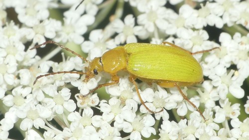 Geltonasis Dulkiagraužis nuotrauka