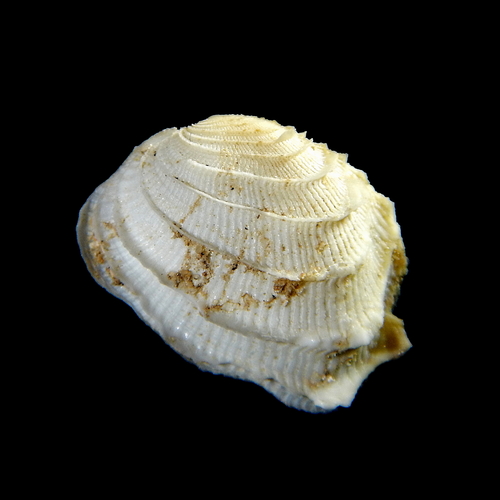 Irus irus (Linnaeus, 1758)