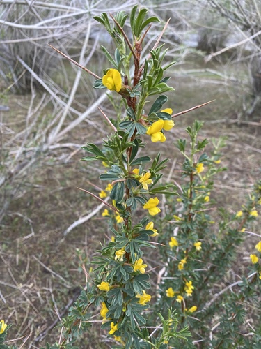 Caragana spinosa