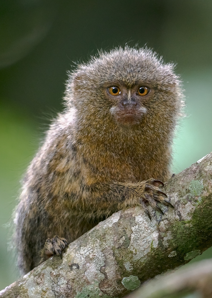 Western Pygmy Marmoset