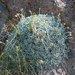 Helichrysum ambiguum - Photo (c) Tig, todos los derechos reservados, subido por Tig