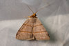 Plecoptera bilinealis - Photo (c) Winsten Slowswakey, todos los derechos reservados, subido por Winsten Slowswakey