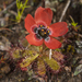 Drosera coccipetala - Photo (c) Alexander Dietrick, all rights reserved, uploaded by Alexander Dietrick