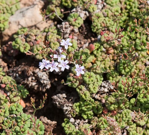 Limonium minutum (L.) Chaz.