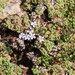 Limonium minutum - Photo (c) Tig, all rights reserved, uploaded by Tig