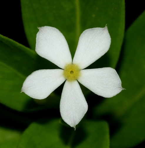 Catharanthus pusillus (Murray) G.Don