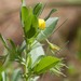 Ononis viscosa breviflora - Photo (c) Tig, todos os direitos reservados, uploaded by Tig