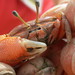 Acute Fiddler Crab - Photo (c) Adam HK, all rights reserved, uploaded by Adam HK