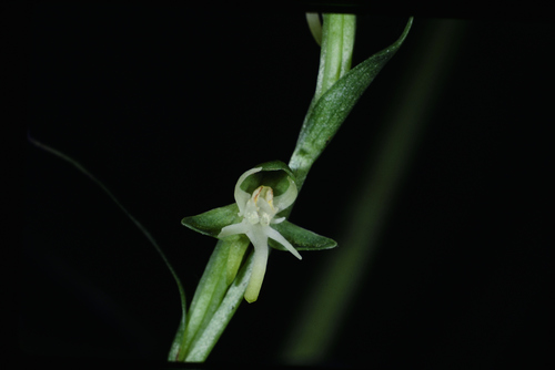 Habenaria amalfitana
