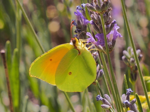Cleopatra Butterfly