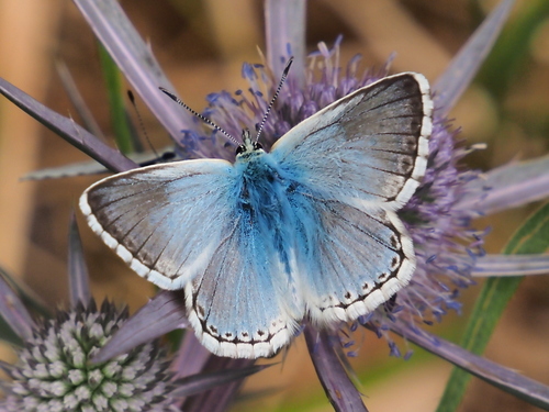 Chalkhill Blue