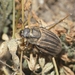 Geoborus costatus - Photo (c) Hernán Segura, all rights reserved, uploaded by Hernán Segura