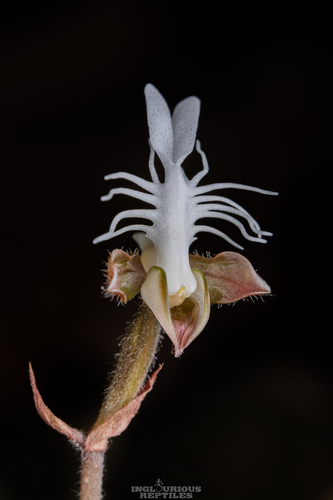 Roxburgh's Jewel Orchid