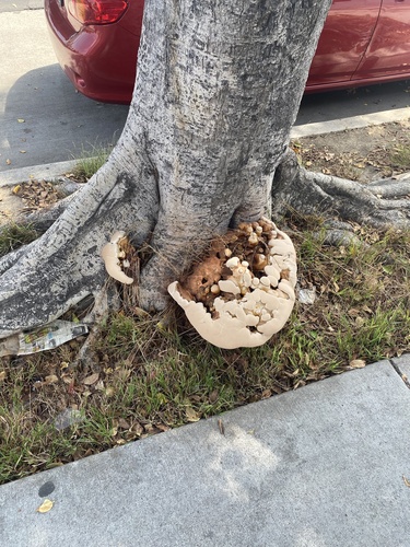 Ganoderma polychromum