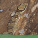 Hemidactylus fasciatus - Photo (c) Kristian, kaikki oikeudet pidätetään, lähettänyt Kristian