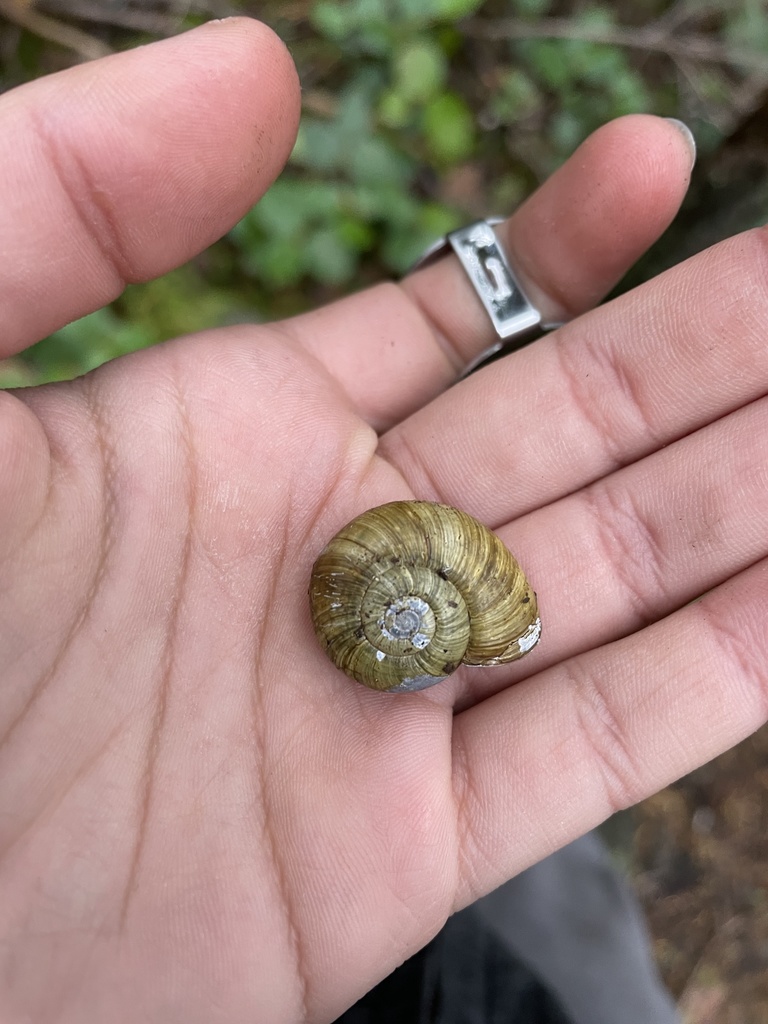 Robust Lancetooth Snail