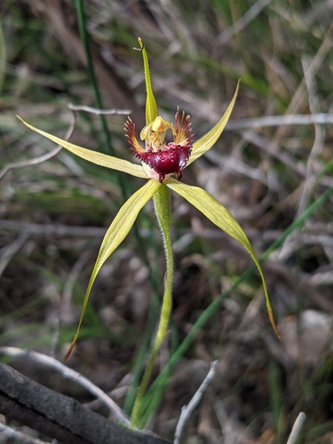 Caladenia paludosa Hopper & A.P.Br.