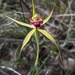 Swamp Spider Orchid - Photo (c) Bronwyn Wells, all rights reserved, uploaded by Bronwyn Wells