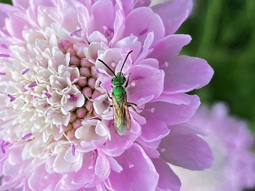 photo of Striped Sweat Bees (Agapostemon)