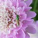 photo of Striped Sweat Bees (Agapostemon)