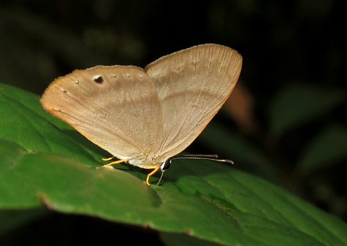 Euselasia uria