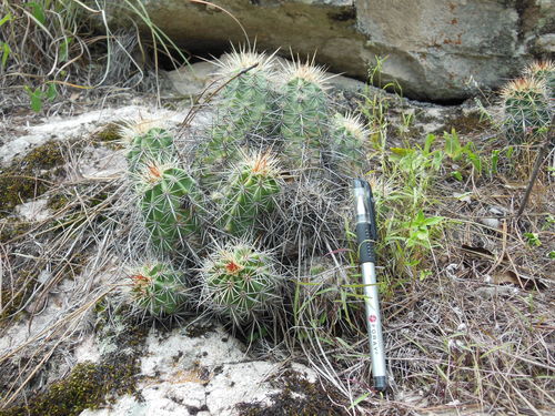 Echinocereus polyacanthus