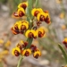 Daviesia leptophylla - Photo (c) Susannah Harper, כל הזכויות שמורות, הועלה על ידי Susannah Harper