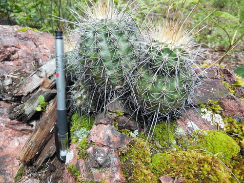 Echinocereus polyacanthus