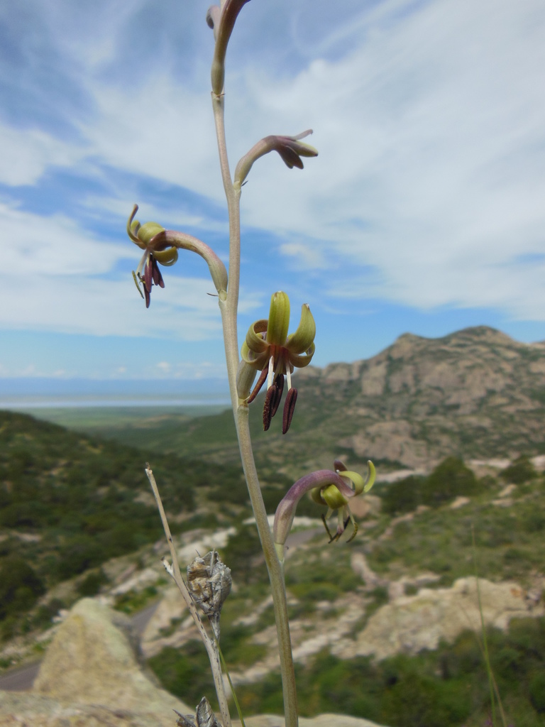 Manfreda singuliflora