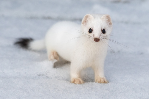 American Ermine
