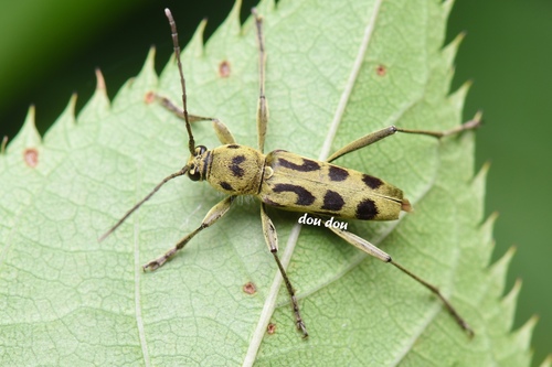 Chlorophorus tredecimmaculatus