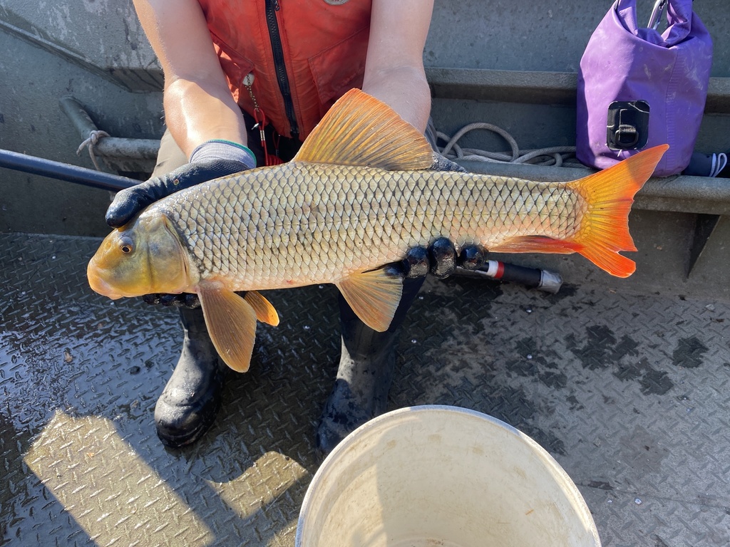 Greater Redhorse from Stocks Creek, Port Huron, MI, US on June 11, 2021