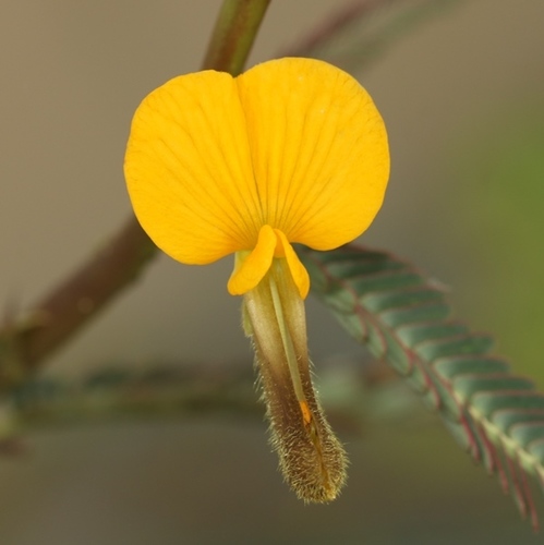 Aeschynomene aspera