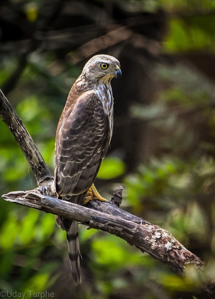 Shikra from Conservation Education Centre Of BNHS on November 8, 2021 ...