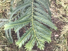 Image of Retrophyllum rospigliosii