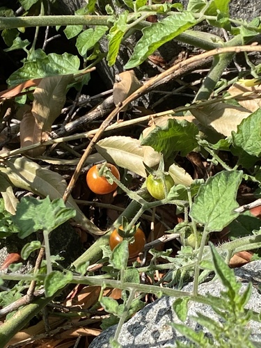 iNaturalist observation photo of tomato