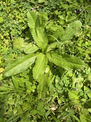 Eryngium foetidum image