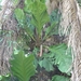 Anthurium plowmanii - Photo 由 Chirley Gonçalves da Silva 所上傳的 (c) Chirley Gonçalves da Silva，保留所有權利