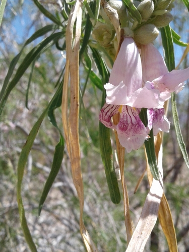 Desert Willow - 'Bubba'